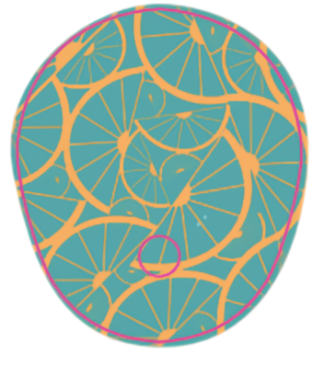 Dexcom G7: Tropical Orange Patch Set